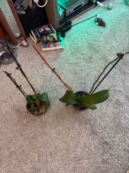 Photo of free 2 orchid plants (Laurel, MD) #1