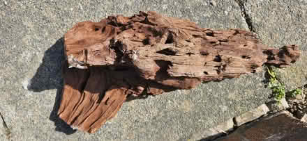 Photo of free Aquarium decorative driftwood approx 45Wx29H (Thornton FY5) #3