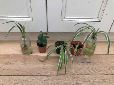 Photo of free Houseplants (Harrogate HG2) #1