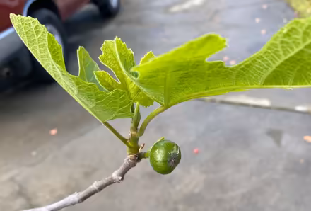 Photo of free Brown Turkey Fig Tree (Cupertino - DeAnza and 280) #2