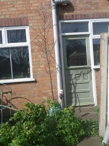 Photo of free Lime tree (Aylestone LE2) #1