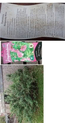 Photo of free Lavatera bush (Bolsover S44) #1