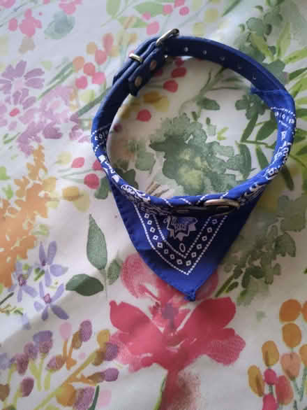 Photo of free Fancy Dog collar (Presteigne LD8) #1