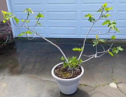 Photo of free Brown Turkey Fig Tree (Cupertino - DeAnza and 280) #1