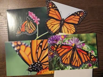 Photo of free Butterfly greeting cards (North Laurel) #1