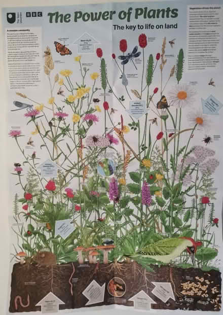 Photo of free BBC A1 Plant Poster (Upper Clapton E5) #1