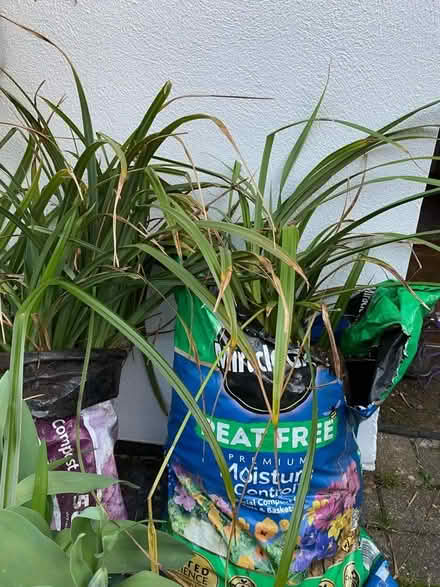 Photo of free Grasses (Wallands Park BN7) #1
