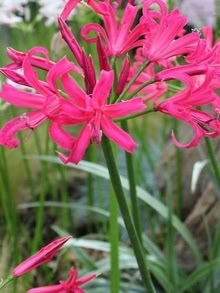 Photo of free Nerine bowdenii "Guernsey lily" Bulbs (Bozeat NN29) #1