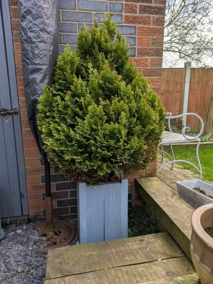 Photo of free Potted fern (St Helens) #1