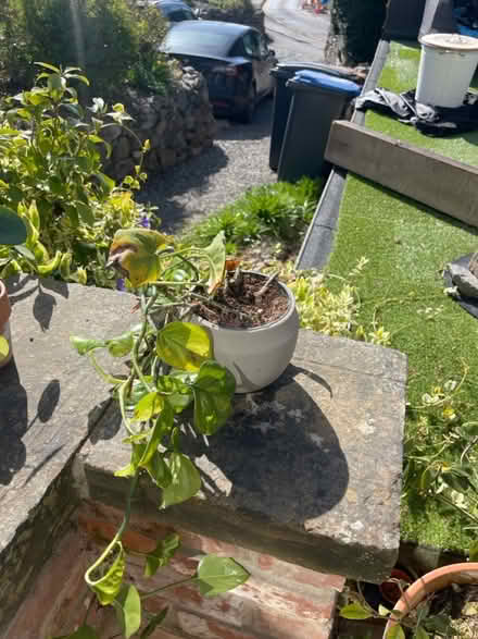Photo of free house plants (Markfield LE67) #2