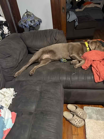 Photo of free Sofa (Brooklyn) #2