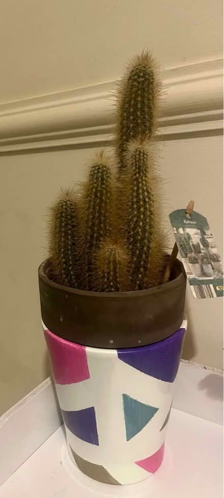 Photo of free Large cactus (PR5 Bamber bridge) #1