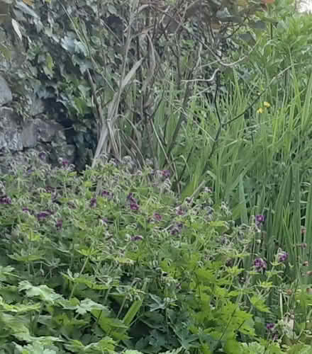Photo of free Geranium plants (Kington HR5) #1
