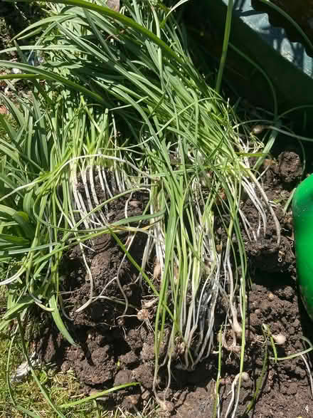 Photo of free Snowdrop clump (Waterlooville PO7) #1