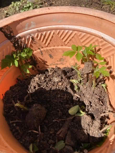 Photo of free Few raspberry canes/plants (SG14 Hertford) #1