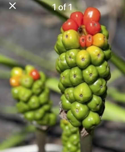 Photo of free Lords and Ladies Arum (Riddlesdown CR8) #1
