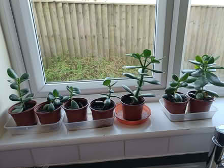 Photo of free Money tree / Jade plant (Twerton) #1