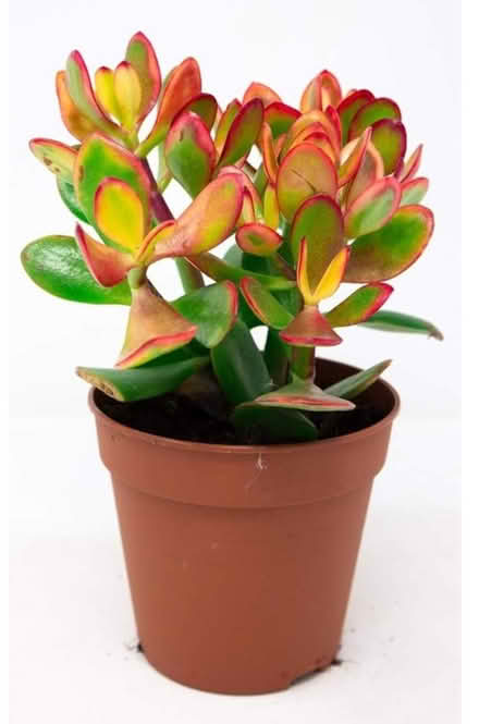 Photo of Crassula ovata Hummel’s Sunset (SW15 Putney Vale) #1