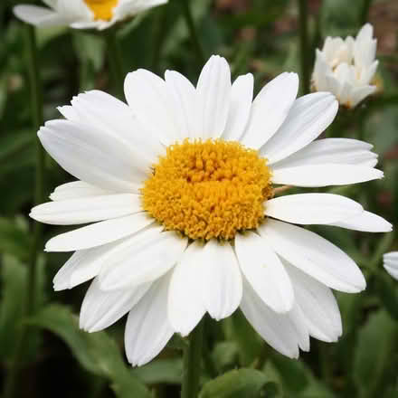 Photo of free Clump of Leucanthemum (Daisy plant) (GU18) #1