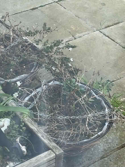 Photo of free Hanging baskets (Wallasey CH44) #1