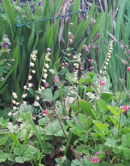 Photo of free Tellima plants (Kington HR5) #1