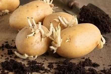 Photo of free 4 x nets CHITTED SEED POTATOES (Jesmond NE2) #1