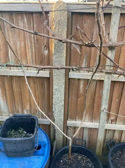 Photo of free Fig tree (Maidenhead SL6 8 R.N.) #1