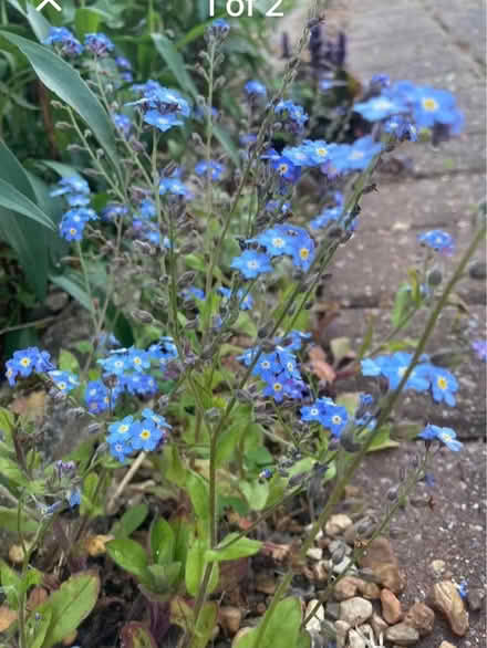 Photo of free Forget me not (Riddlesdown CR8) #1