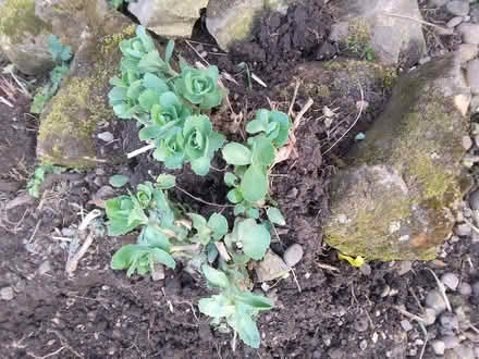 Photo of free Ice plant (Killamarsh S21) #1