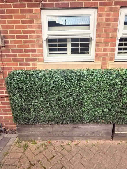 Photo of free Artificial Hedges (Wandsworth Common SW18) #3