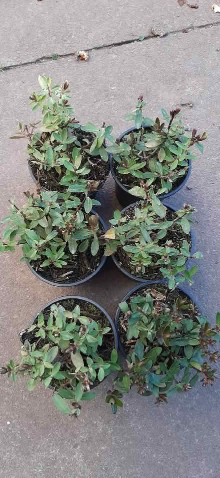 Photo of free Hebes (Nunnery Wood WR5) #1