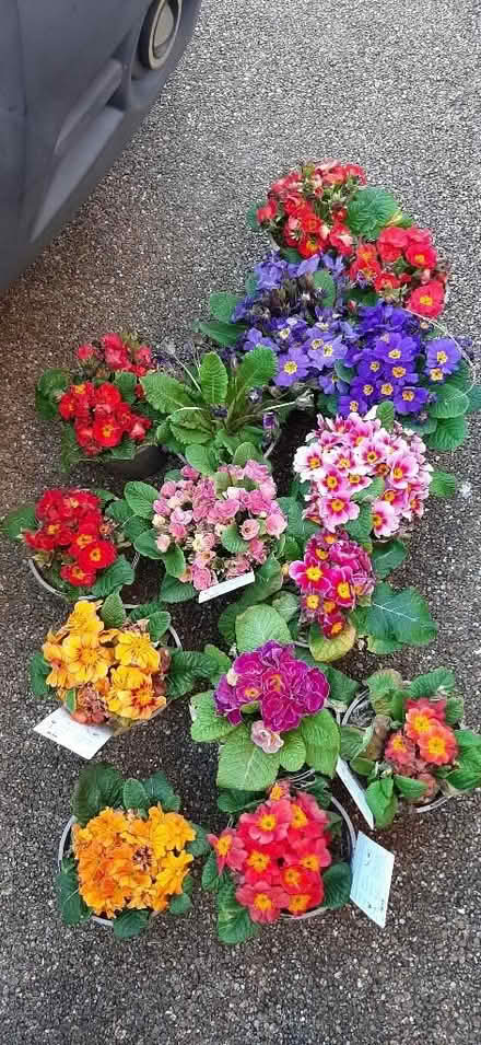 Photo of free Primulas (Nunnery Wood WR5) #1