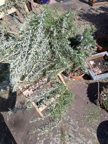 Photo of free Rosemary cuttings (Maldon CM9 6AN) #1