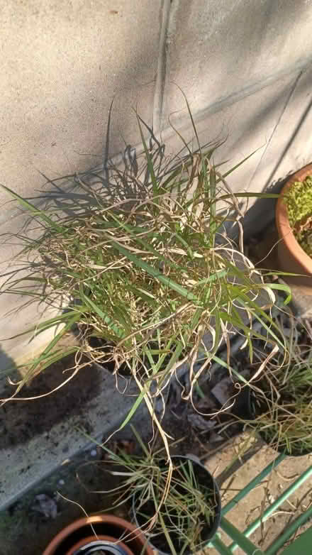 Photo of free Ornamental grass (Stockbridge, Edinburgh EH3) #2