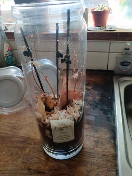 Photo of free Orchid vase (SE25) #1