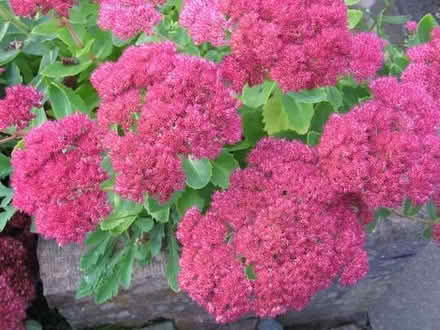 Photo of free Sedum Autumn Glow (Rowlands Castle PO9) #1