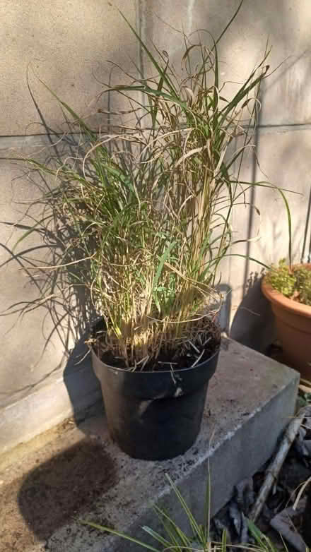 Photo of free Ornamental grass (Stockbridge, Edinburgh EH3) #1
