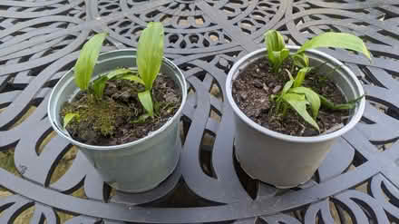 Photo of free 2 x Wild Garlic (Finchampstead RG40) #1