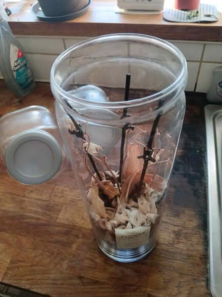 Photo of free Orchid vase (SE25) #2