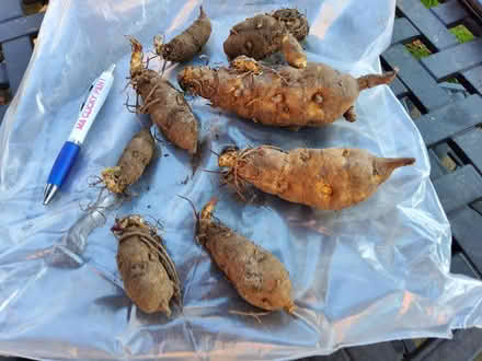 Photo of free Jerusalem Artichokes (Cherry Orchard) #1