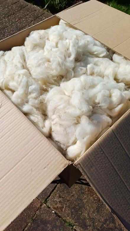 Photo of free White sheep fleece (Gedling NG4) #1