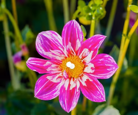 Photo of Excess Flowers / Plants (Loddon) #1