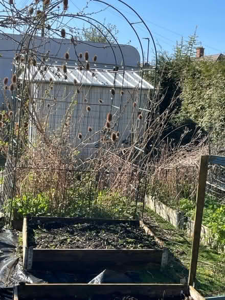 Photo of free Teasels (NE28 Wallsend) #1