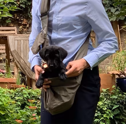 Photo of free Puppy or cat carry bag (W8, Kensington) #2