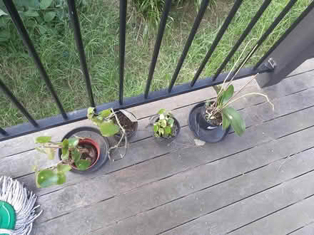 Photo of free Ornamental plants (Burwood VIC 3125) #1