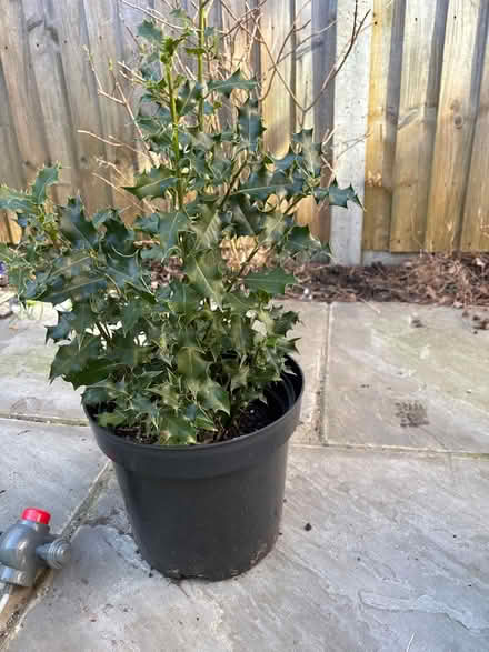 Photo of free Holly bush (Argyle road area W13) #1