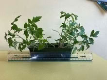 Photo of free Tomato seedlings (High Newton LA11) #1