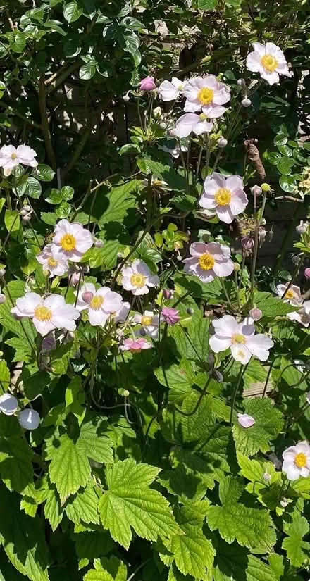 Photo of free Pink Japanese Anemone (Perennial) (Cheshunt EN7) #1