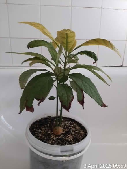 Photo of free Twin stem avocado tree in a bucket (Edgwarebury Lane) #1