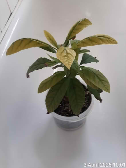 Photo of free Twin stem avocado tree in a bucket (Edgwarebury Lane) #4